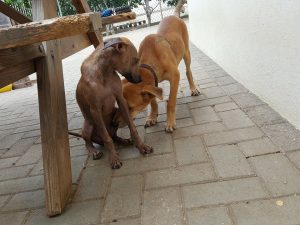 14937968_10209493610512044_43930008_n