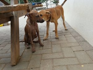 14958419_10209493610712049_1711792751_n