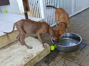 14958528_10209493611232062_430906233_n