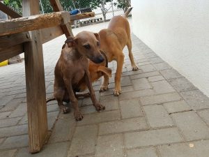 14961326_10209493610752050_159201907_n