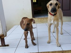 14962377_10209493611032057_1037004822_n