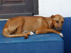 14996416_10209493608631997_1416424329_n