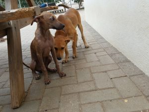 14996484_10209493610312039_889561302_n