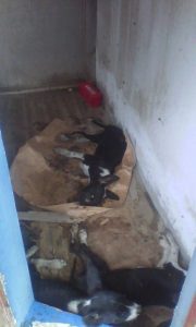 15134501_10209638285128819_738921085_n