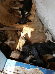 15151258_10209638624417301_742292872_n