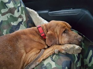 15209166_10209679422557229_783623932_n