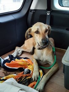 15209186_10209682250667930_1355188089_n