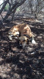 15218295_10209682251667955_1419762592_n