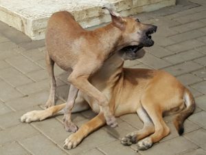 15218490_10209682003061740_1942594230_n