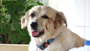 15220020_599061496952407_7277235698614118617_n