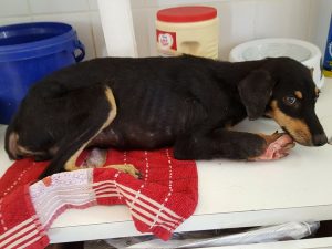 15310321_10209755860588132_929159250_n