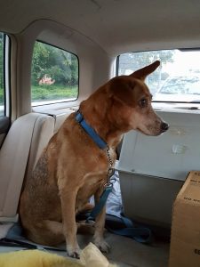 15310718_10209755910229373_76353989_n