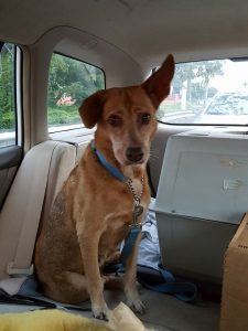 15319540_10209755910189372_1783433467_n