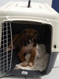 15356836_10209755938870089_1675073825_n