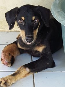 15356966_10209755581701160_243582453_n