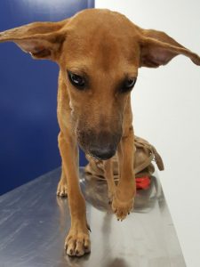 15401212_10209844748490274_293169226_n