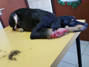 15403056_10209844742810132_597947918_n