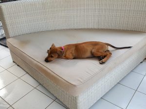 15403216_10209844271958361_489716919_n