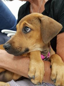 15416853_10209822760980600_3865368_n