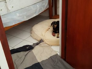 15416888_10209844274998437_1785073940_n