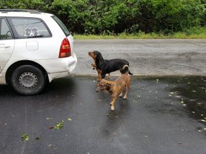 15423557_10209822760300583_1741836102_n