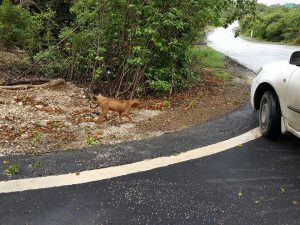 15423789_10209822758740544_1823025352_n