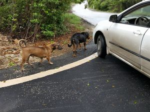 15424414_10209822758980550_234952341_n-1