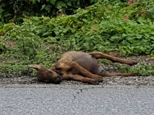 15424579_10209822759060552_2118051694_n