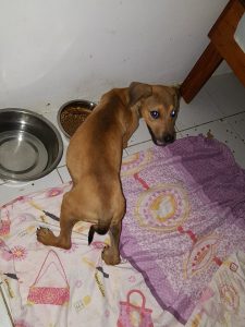 15435676_10209844271558351_391596862_n