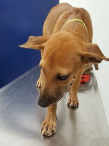 15450909_10209844748170266_849969808_n