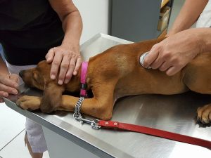 15451243_10209822761660617_1239965947_n